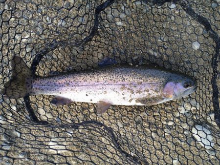 ミノーイングの威力を体感